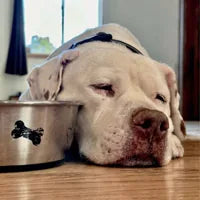 Perro de David Martínez