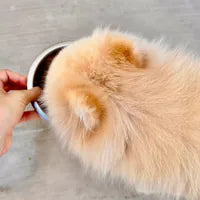 Perro de Sergio Romero