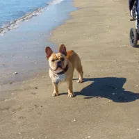 Kiko, perro de Alberto Pardo