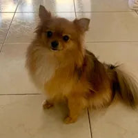 Lola, perra de María Fernández