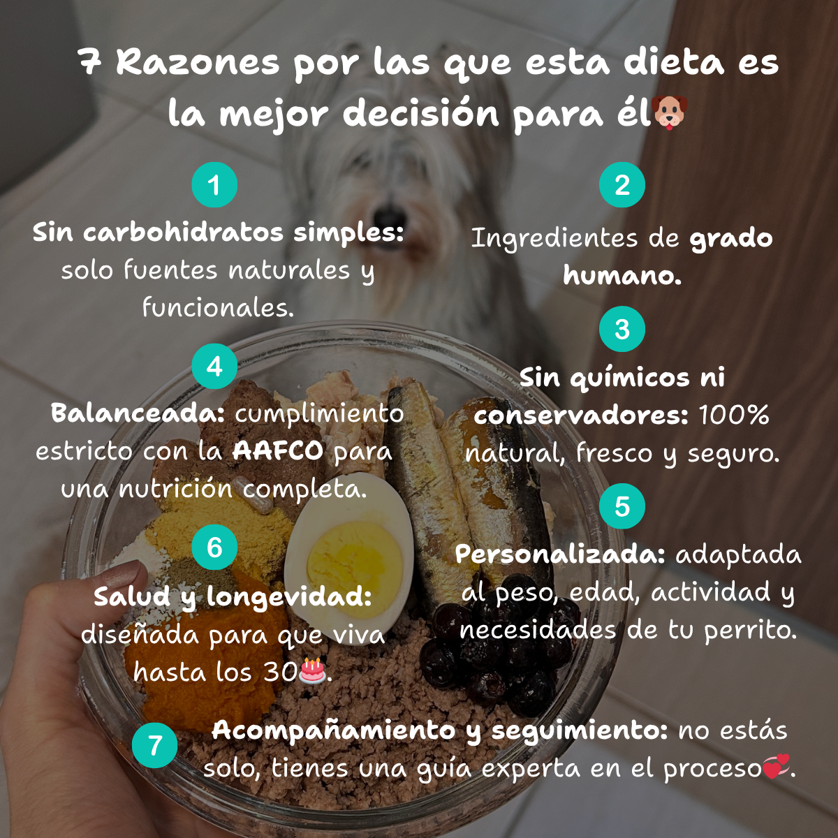 Dieta de soporte digestivo