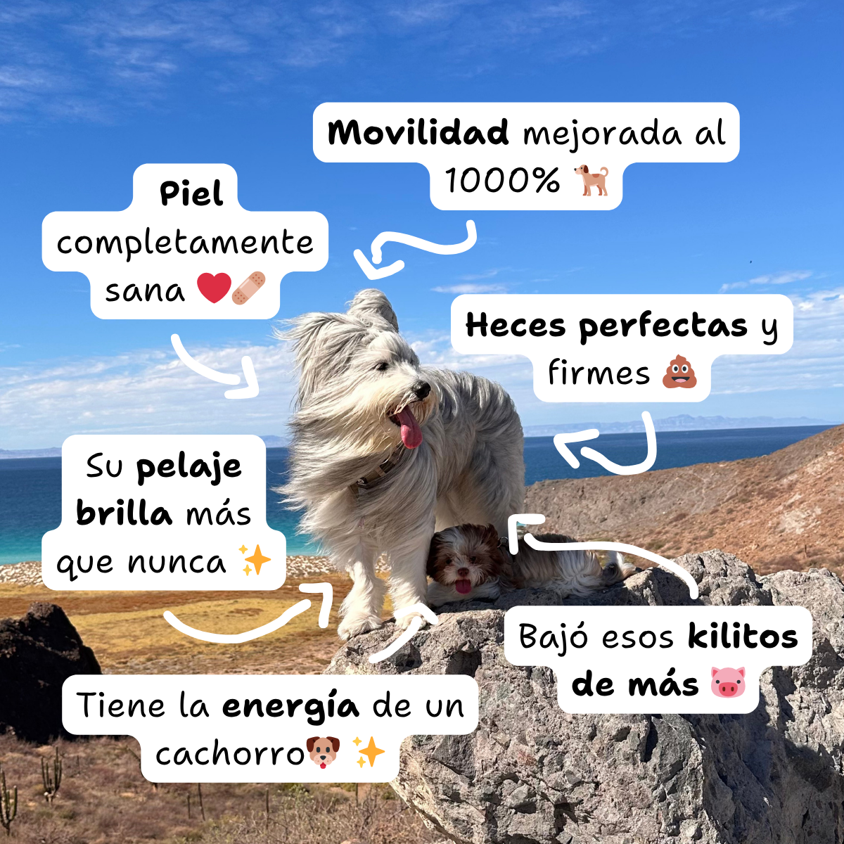 Dieta de longevidad