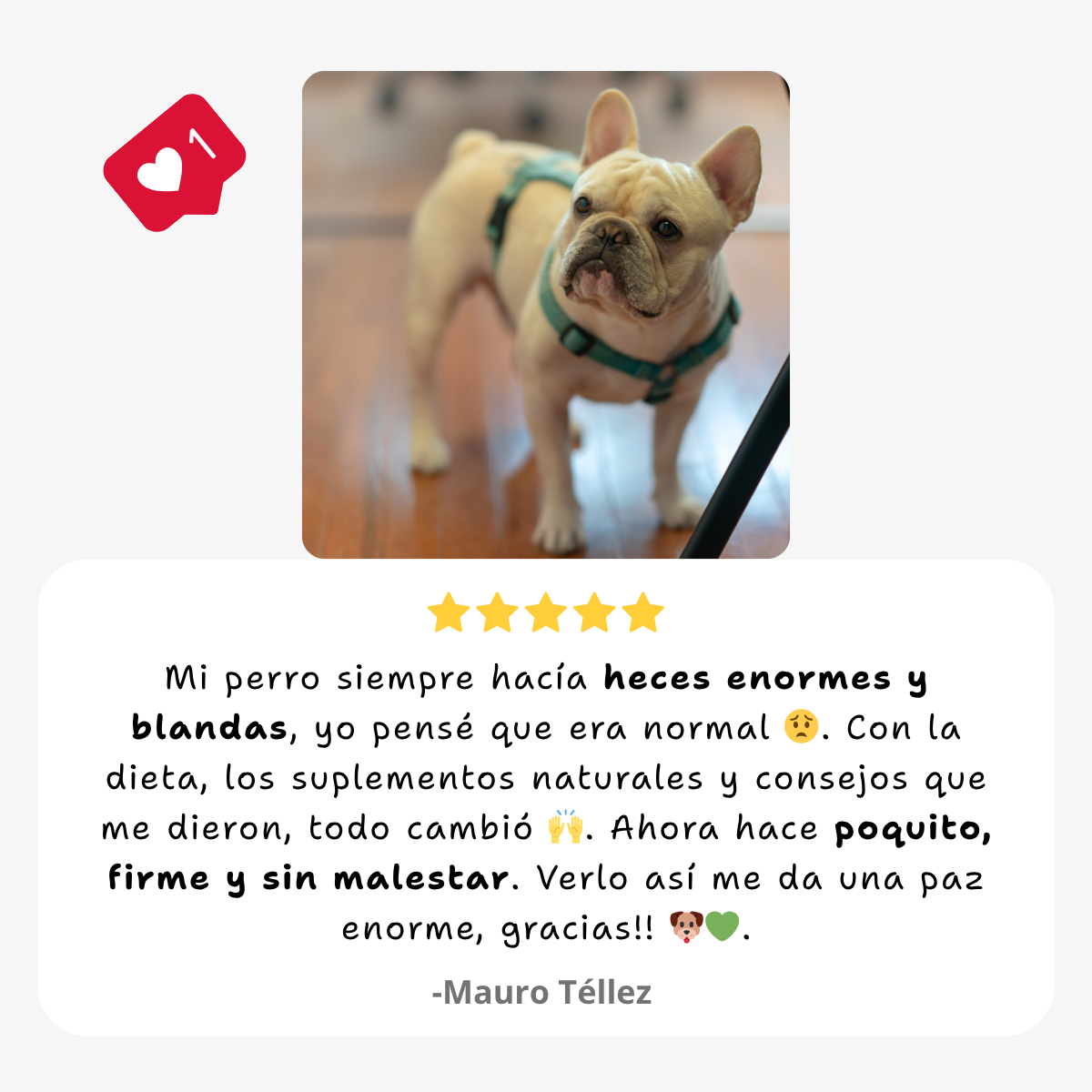 Dieta de soporte digestivo