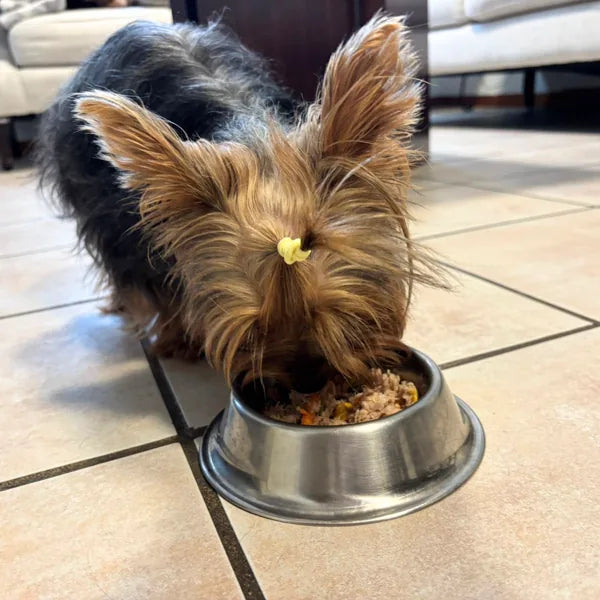 Dolly después — comiendo con ganas