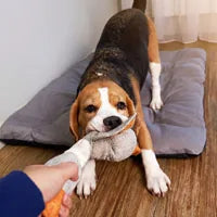 Perro de Carmen Sánchez