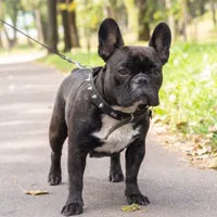 Nala, perra de Marta Iglesias
