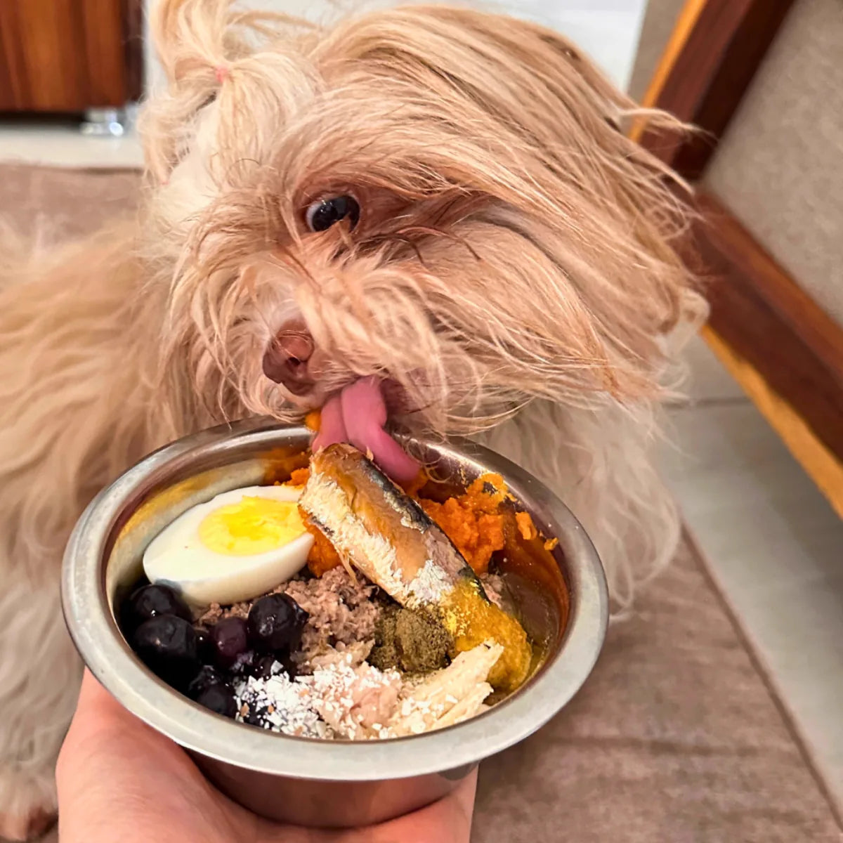 Perro feliz alimentado con dieta natural